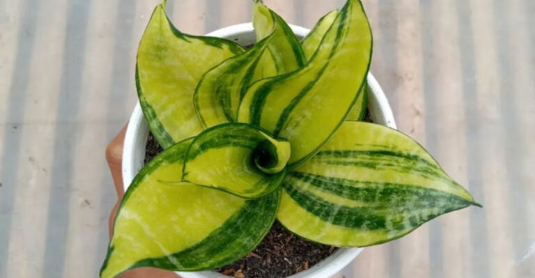 snake plant (featured image)