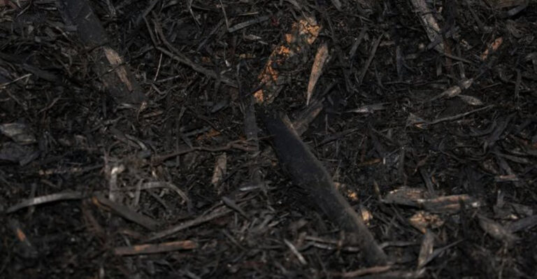 soil (featured image)