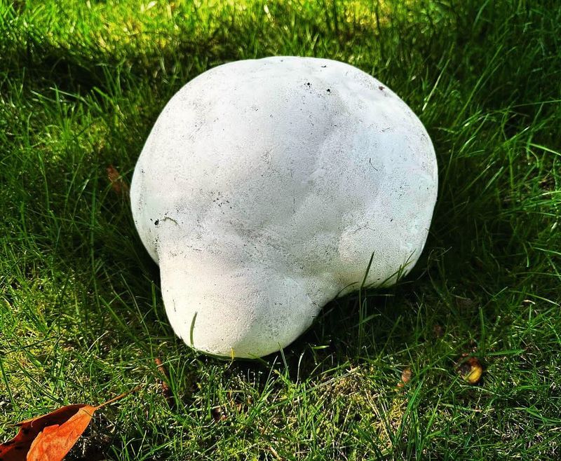 Identifying Giant Puffballs Is Actually Pretty Simple