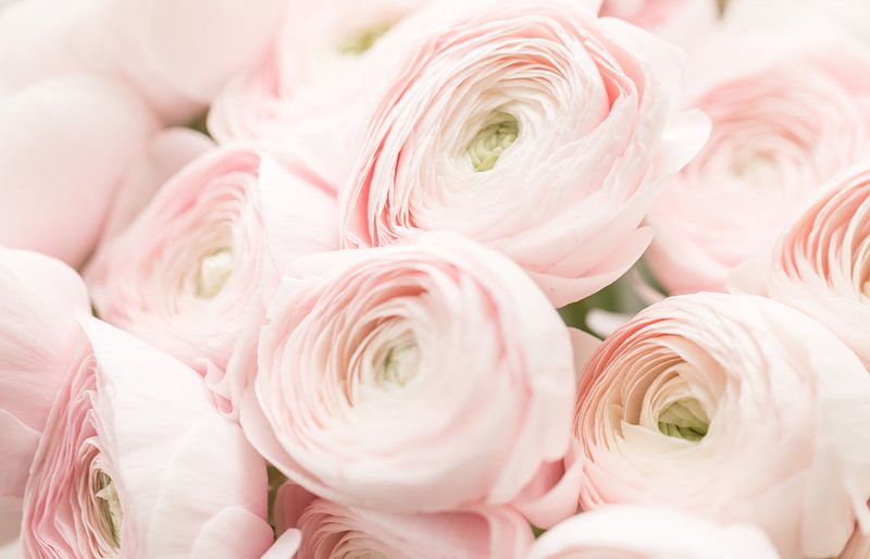 Why Ranunculus Is Replacing Traditional Roses In Texas Weddings
