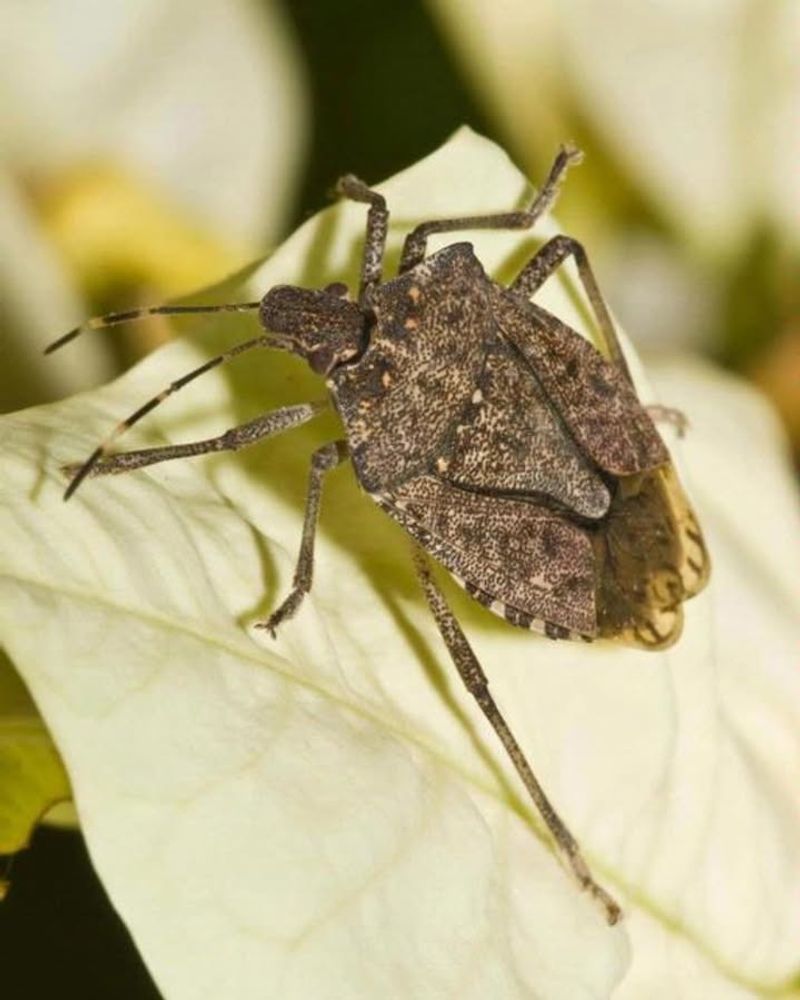 Brown Marmorated Stink Bugs Are the Main Culprits