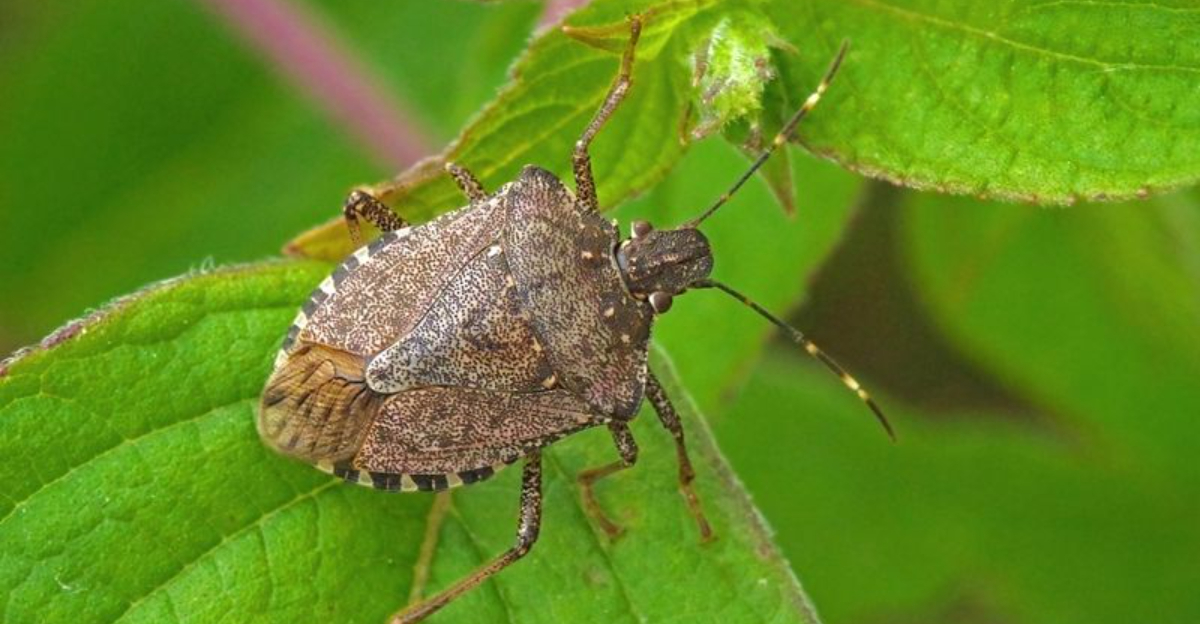 This Winter-Active Pest Is Now Impacting Oklahoma Gardens