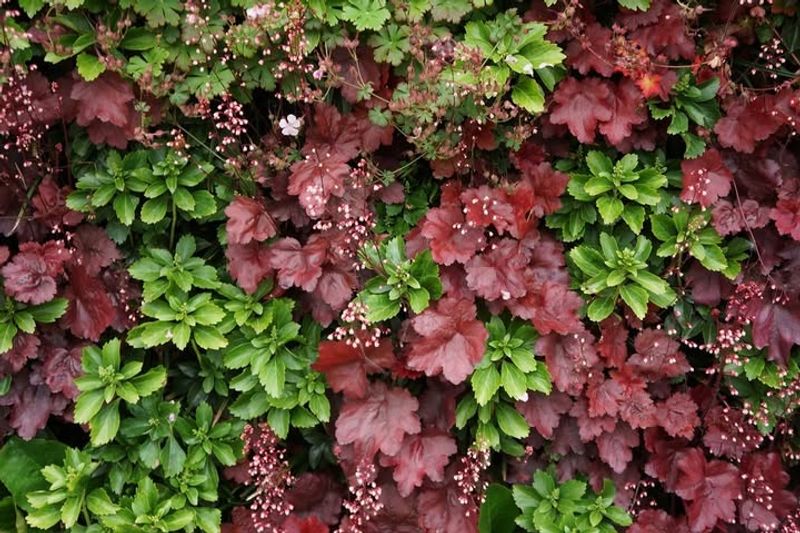 Evergreen Beauty Lasts Through Missouri Winters