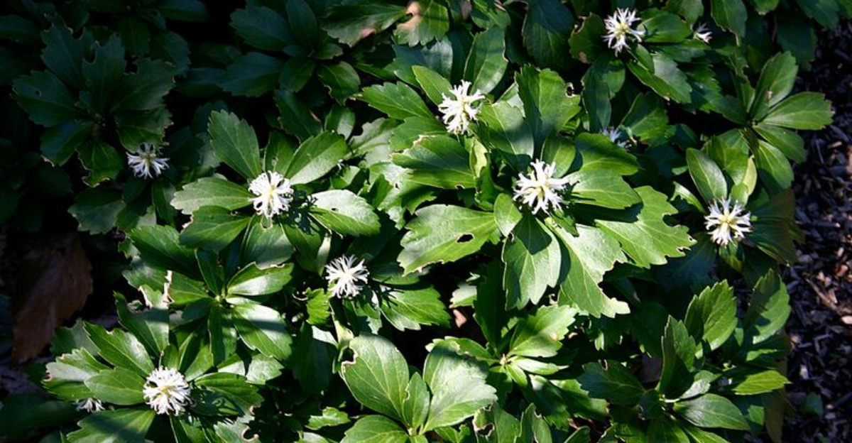 This Winter-Resistant Groundcover Grows Strong In Missouri Lawns