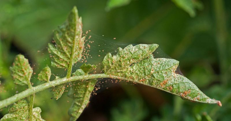 Spider Mites Attacking Herbs And Vegetables