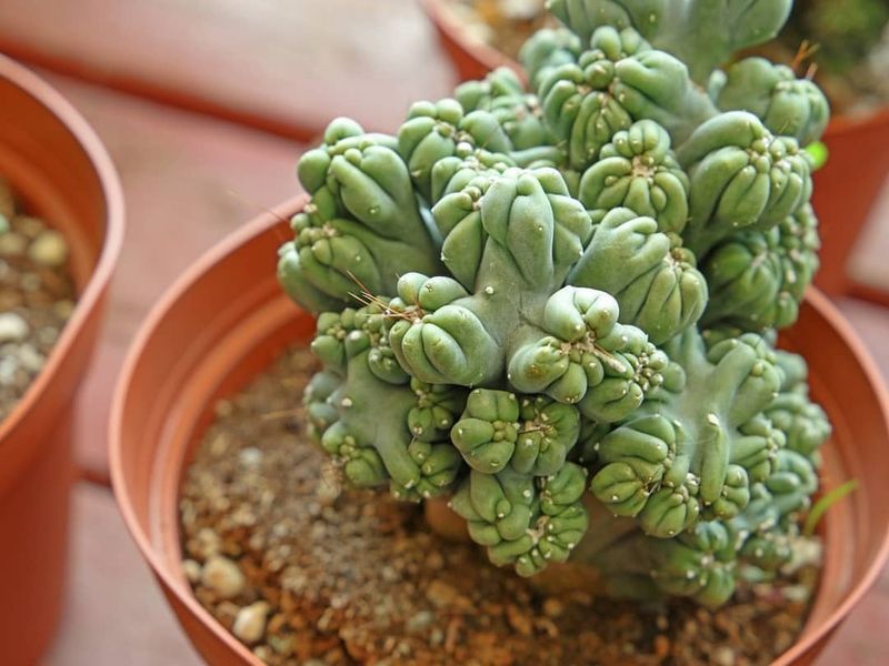 Slow Growth Adds To Its Collectible Value