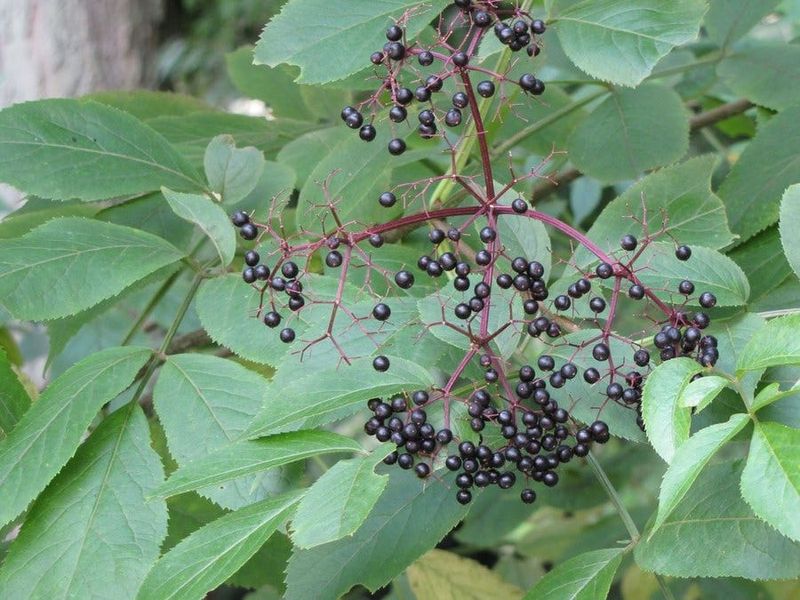 Winter Propagation Helps Preserve Native Plant Genetics