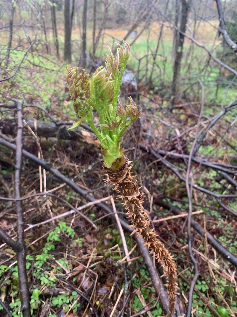 Spreads Aggressively Through Root Suckers