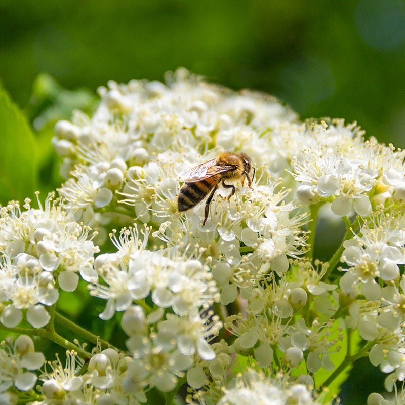 Supports Pollinators In Late Spring And Early Summer