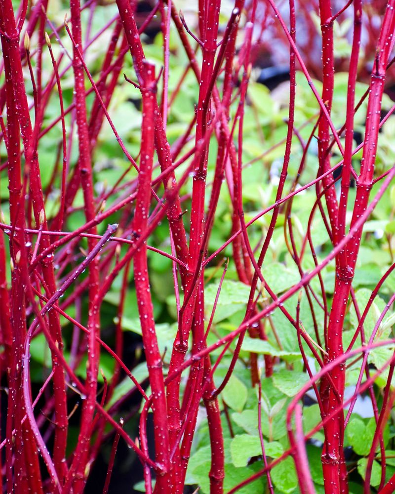 Provides Bold Color All Winter Long