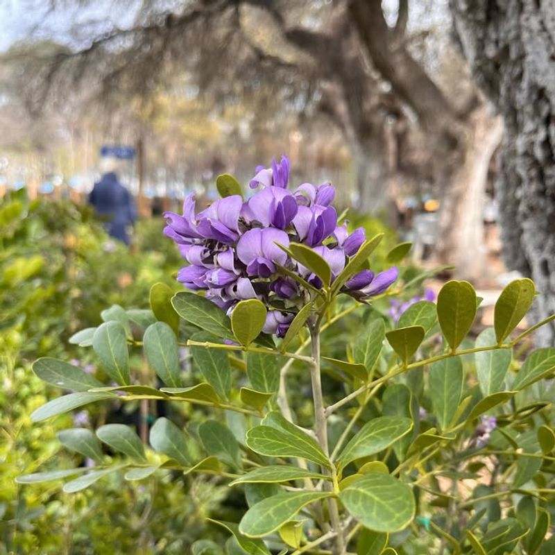 Enhancing Outdoor Entertainment Spaces Naturally