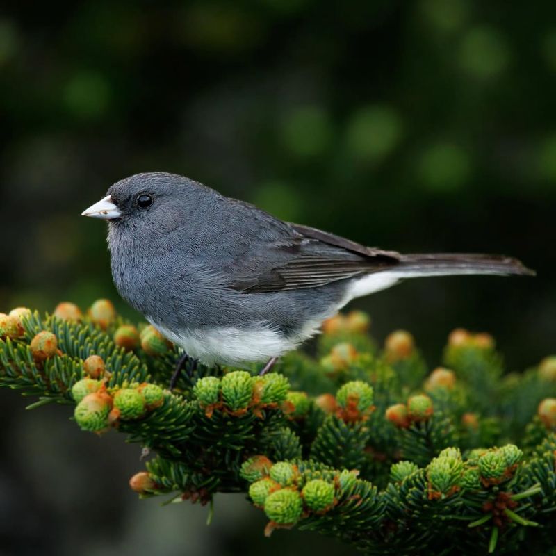 Protected Shelter And Roosting Sites