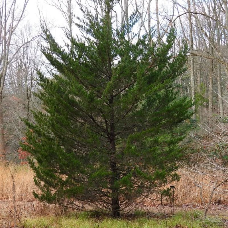 Eastern Red Cedar