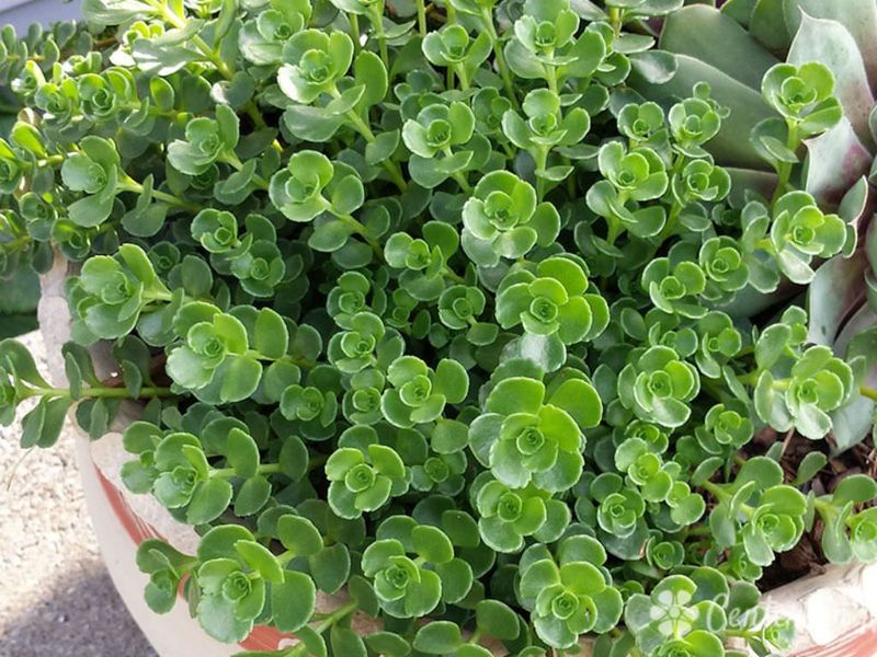 Phedimus Spurius (Two-Row Stonecrop)