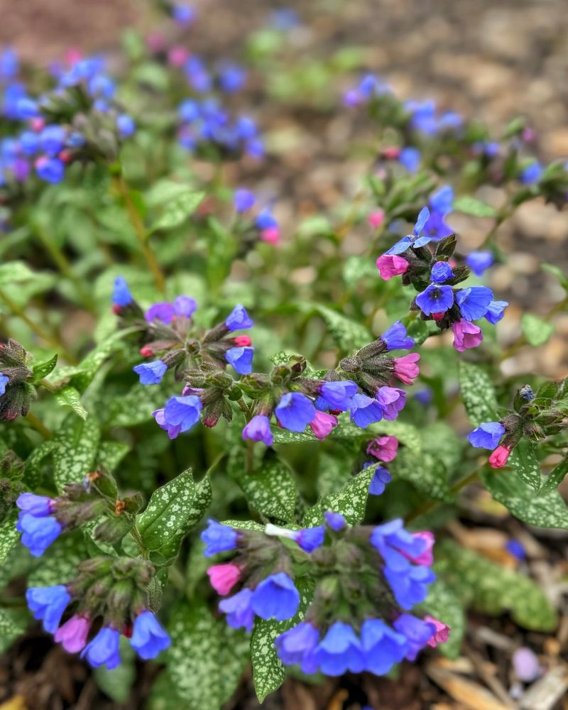 Lungwort Showcases Spotted Foliage And Early Blooms