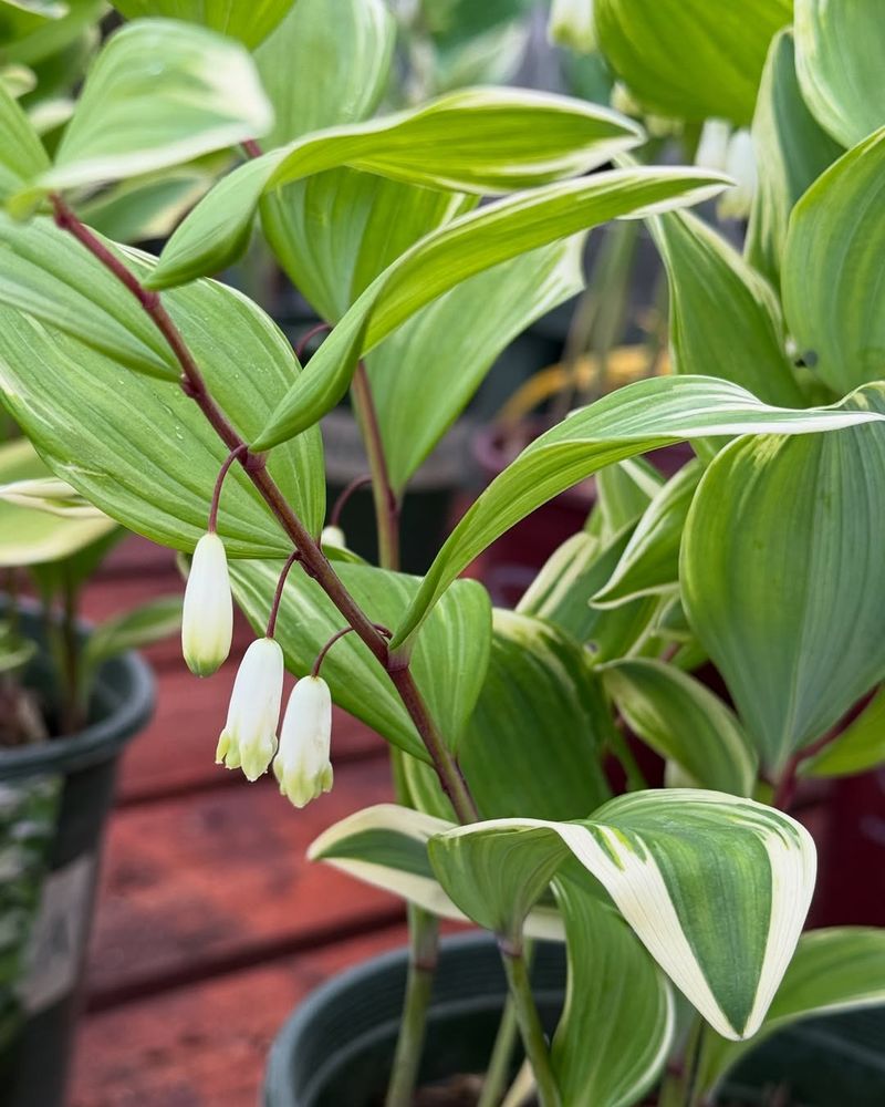 Solomon's Seal
