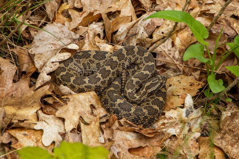 Eastern Massasauga Rattlesnake