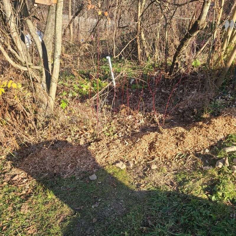 Plant Or Relocate Spring Bulbs Before The Ground Locks Up