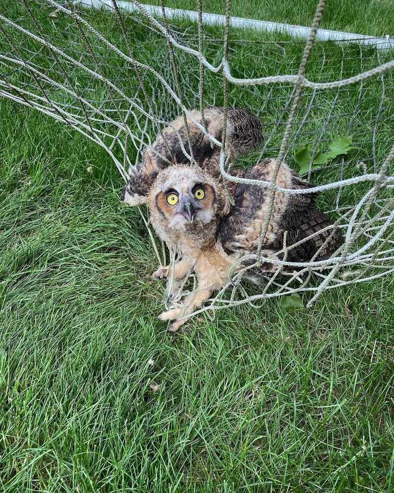 Netting And Mesh Barriers
