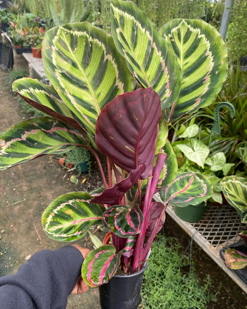 Calathea