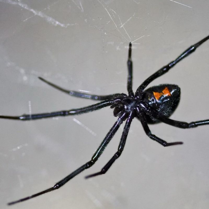 Southern Black Widow Spider
