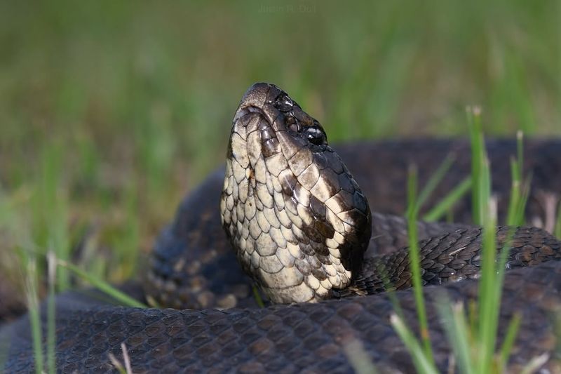 Western Cottonmouth