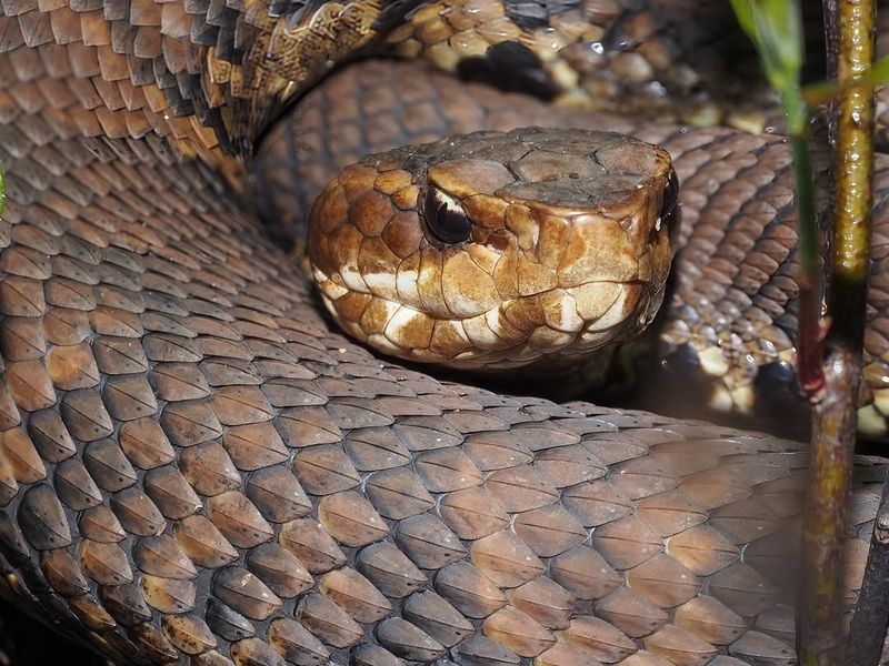 Eastern Cottonmouth / Water Moccasin (Agkistrodon Piscivorus)