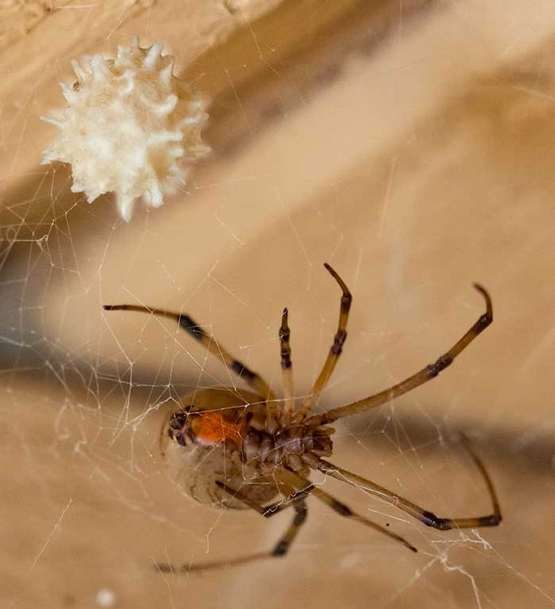 Brown Widow Spider