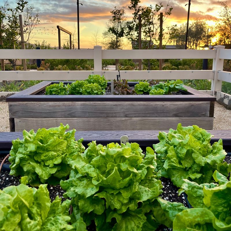 Choose Sheltered Garden Locations With Southern Exposure