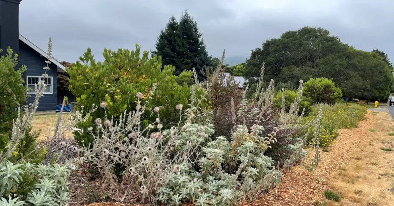Windbreaks Protect Gardens From Drying Winds