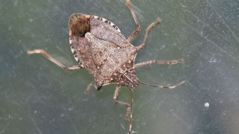 Chemical Controls Should Be a Last Resort