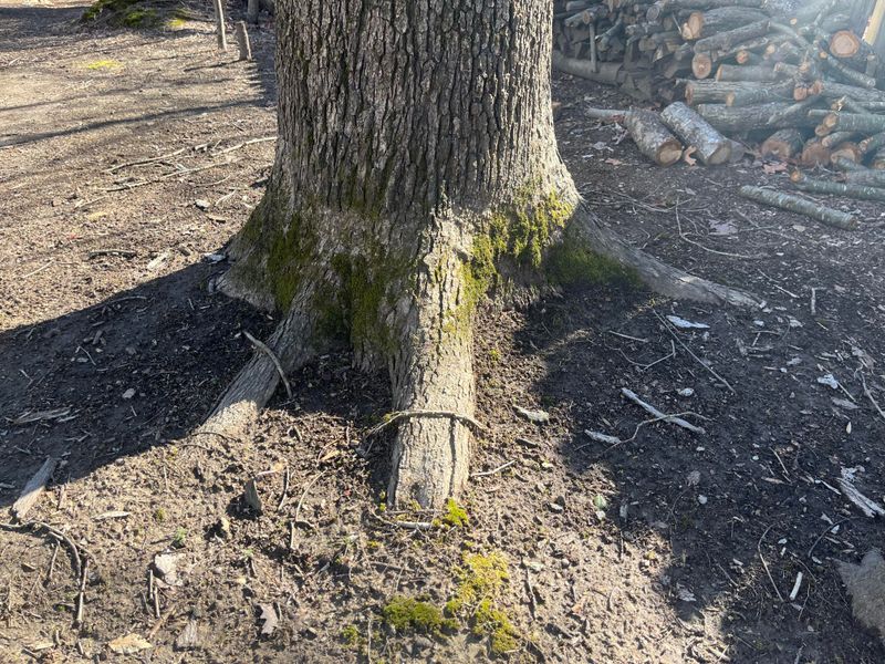 Insurance Coverage May Apply To Root Damage Disputes