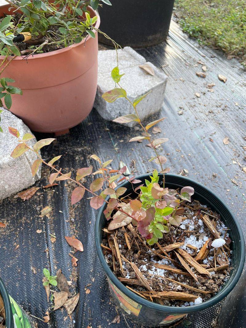 Epsom Salt Soil Amendment