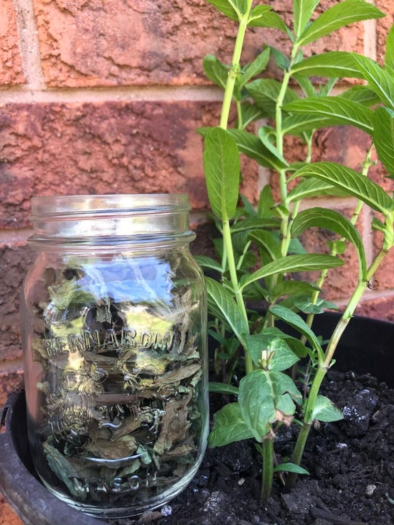 Mason Jars As Hanging Herb Gardens