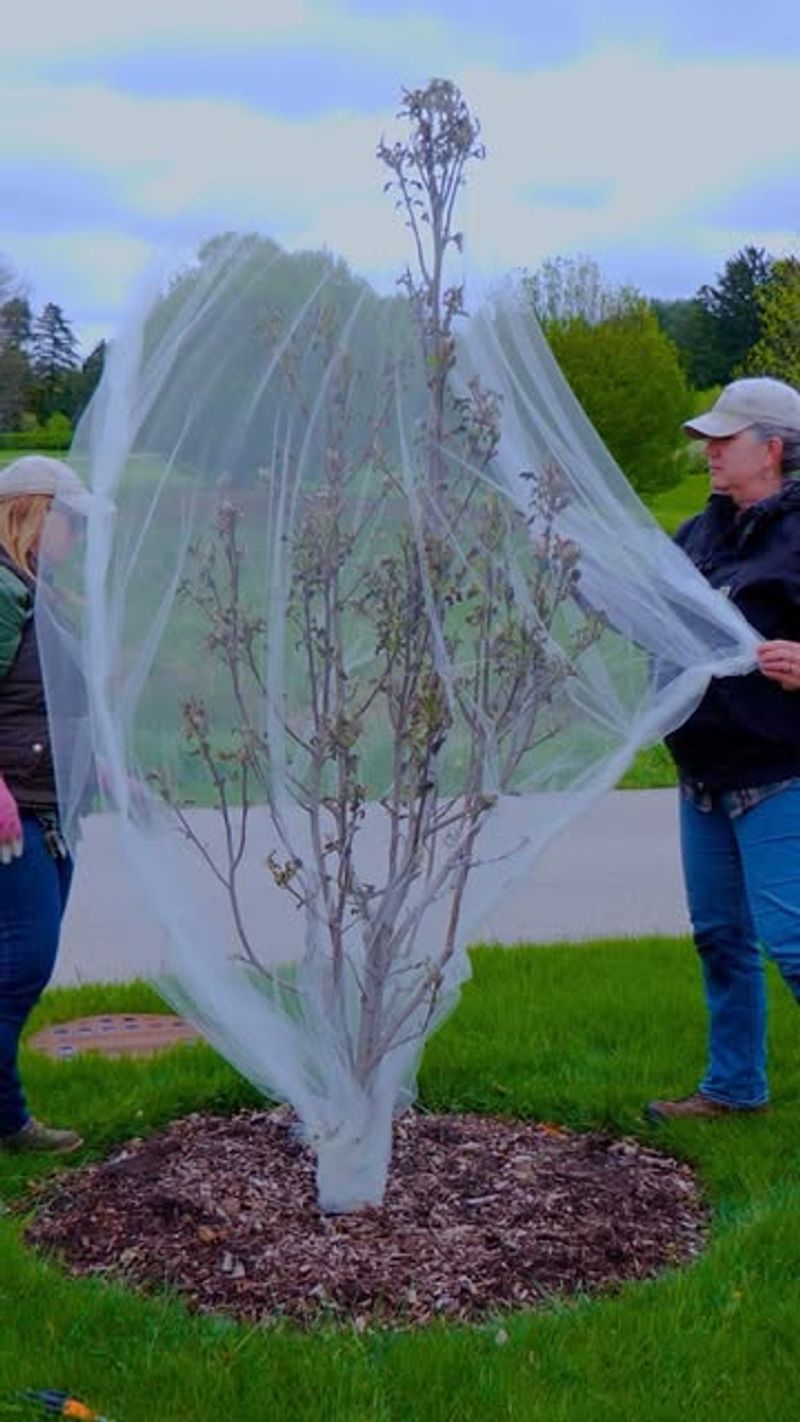 To Deter Rodents From Chewing Bark