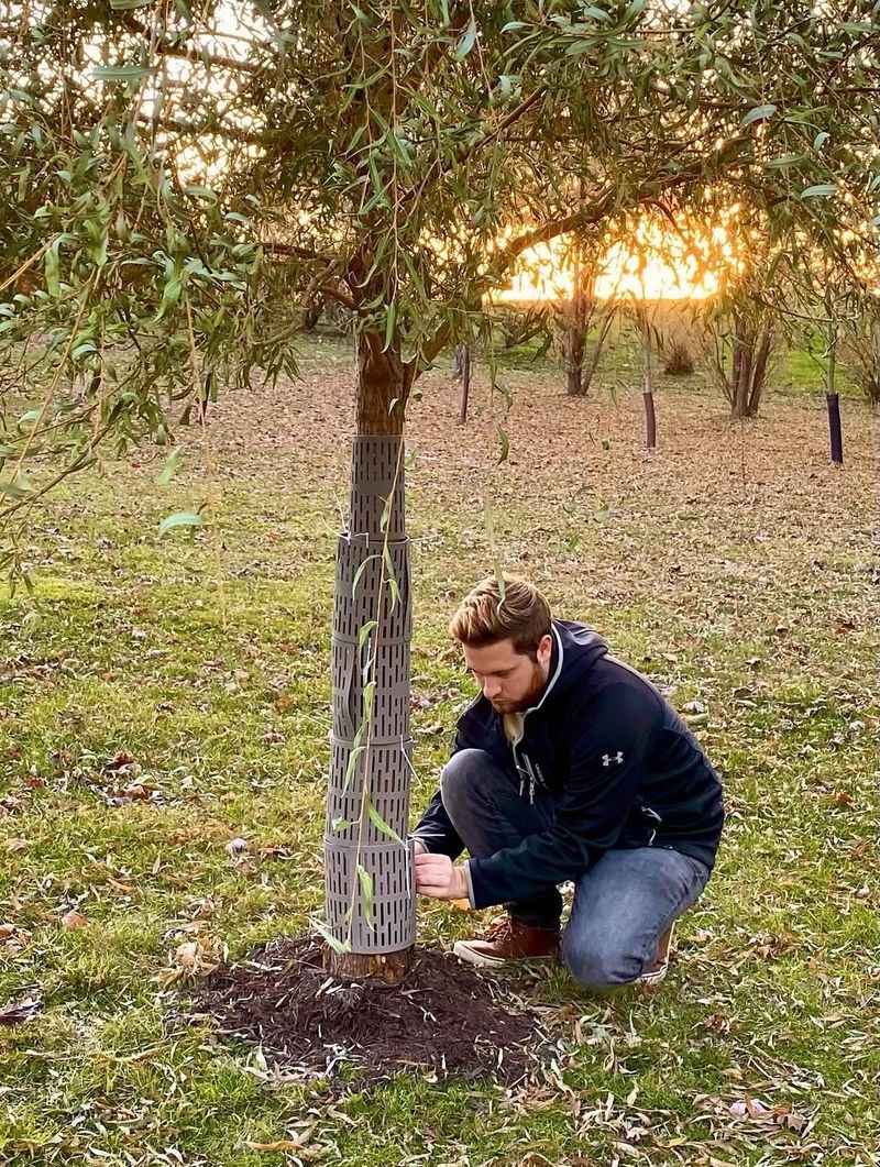 To Protect Trees Planted That Year