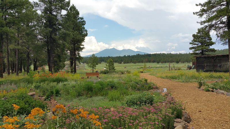 Flagstaff's Arboretum Butterfly Garden