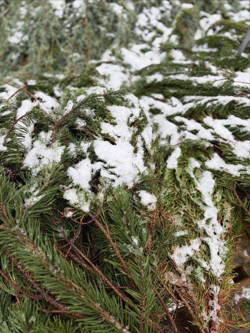 Pine Boughs and Evergreen Branches