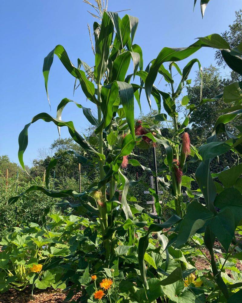 Corn And Pole Beans