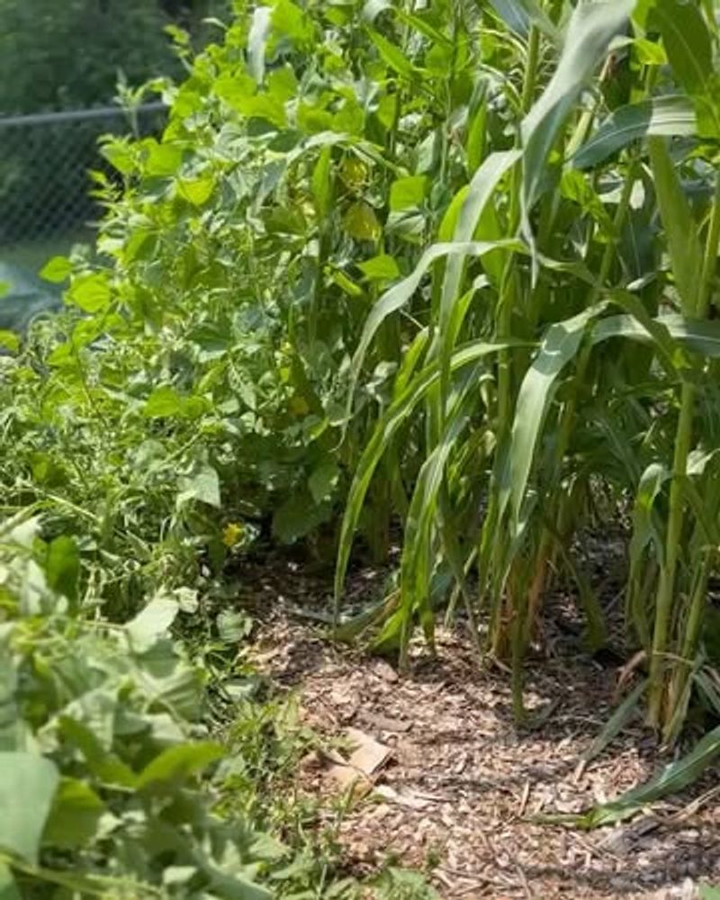 Corn With Beans And Squash
