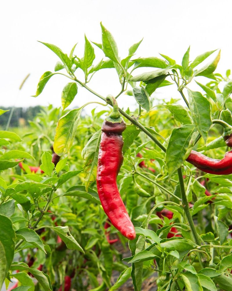 Peppers (Sweet And Hot)