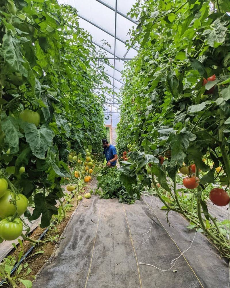 In Crowded Garden Spots