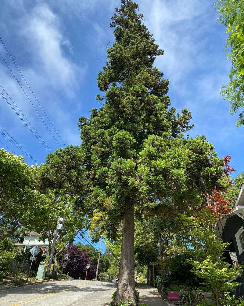 In Narrow Planting Strips Or Small Tree Lawns