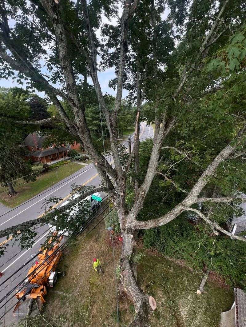 Directly Under Power Lines