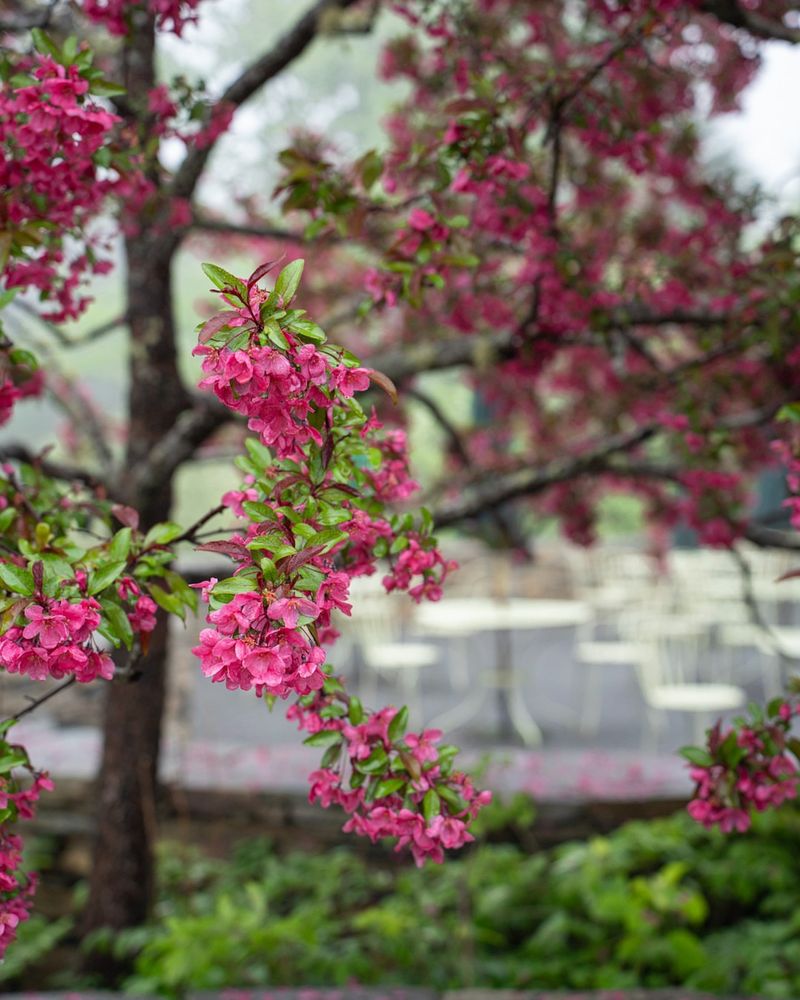What To Expect From Your Crabapple After Proper Pruning