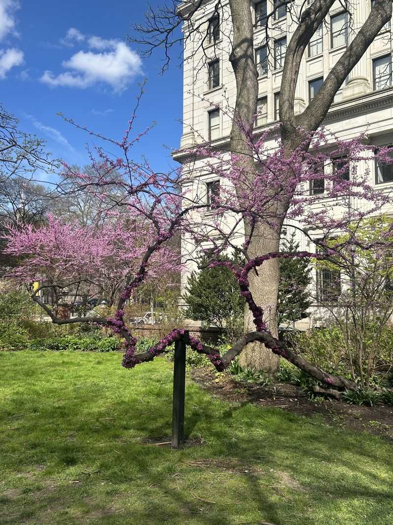 How To Shape Redbuds Without Stressing The Tree