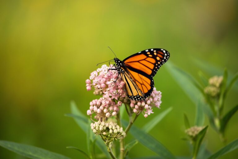 monarch butterfly on milkweed