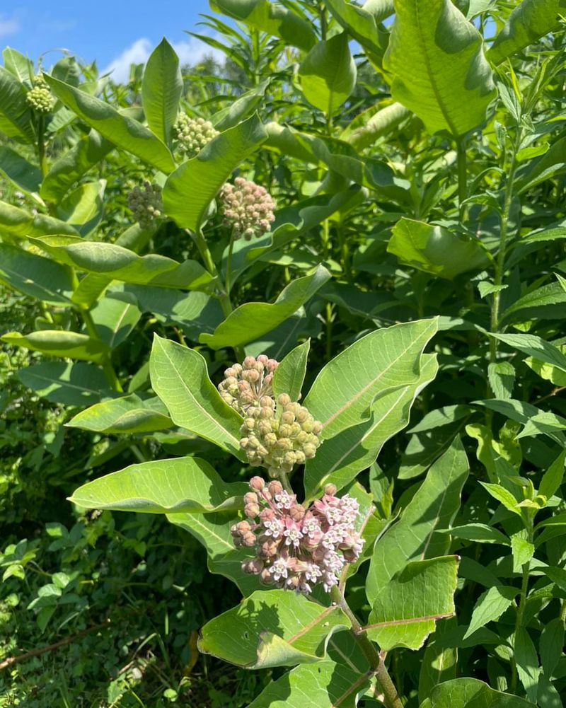 Common Milkweed (Asclepias syriaca)