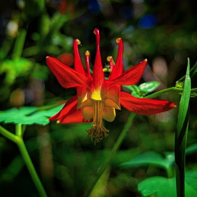 Western Columbine