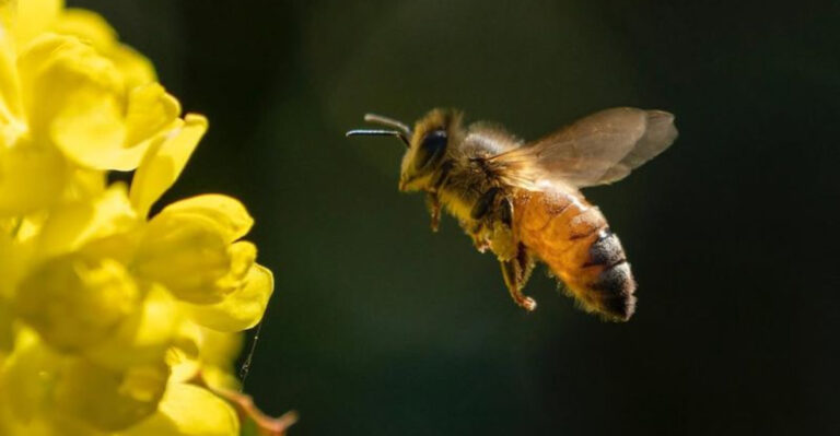 bee on oregon grape